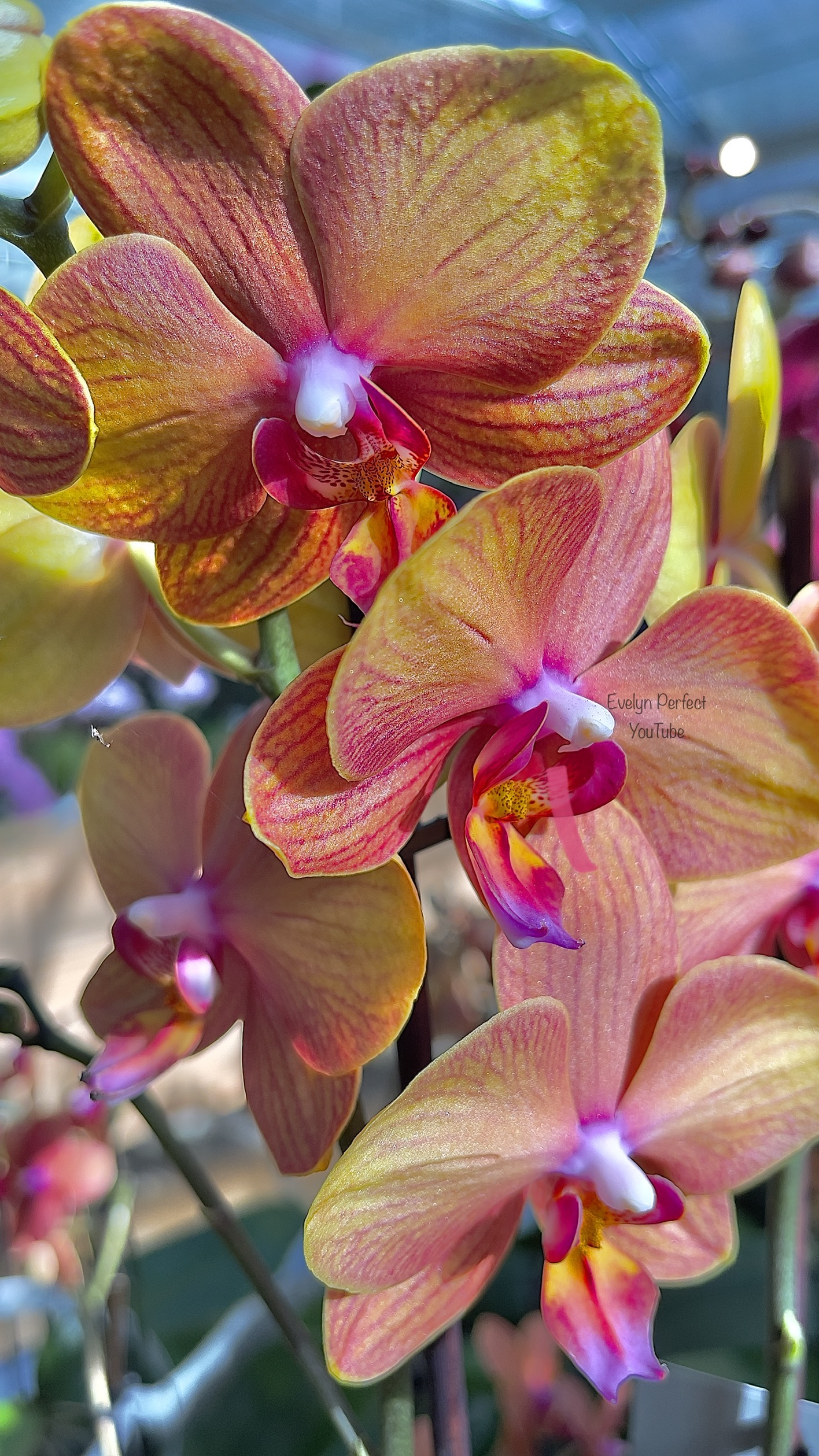 orchid care, orchid flower, orchid plants,orchid rebloom, orchid care for beginners, orchid water culture, repotting orchids, watering orchids, how to grow orchids,When will an orchid flower again?What to do after Phalaenopsis blooms fall?What to do with new orchid roots,How much sunlight does an orchid need?where to cut an orchid spike after blooming?How to fertilize orchids?How to water orchids?