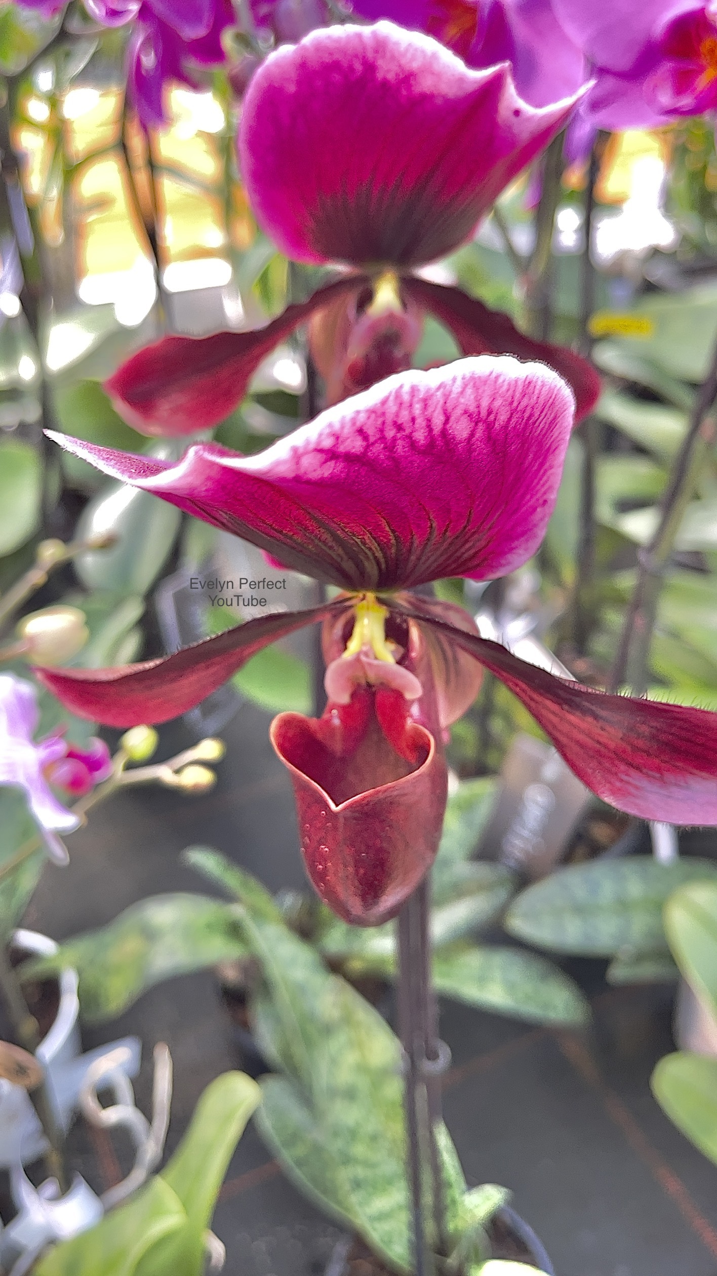 orchid care, orchid flower, orchid plants,orchid rebloom, orchid care for beginners, orchid water culture, repotting orchids, watering orchids, how to grow orchids,When will an orchid flower again?What to do after Phalaenopsis blooms fall?What to do with new orchid roots,How much sunlight does an orchid need?where to cut an orchid spike after blooming?How to fertilize orchids?How to water orchids?