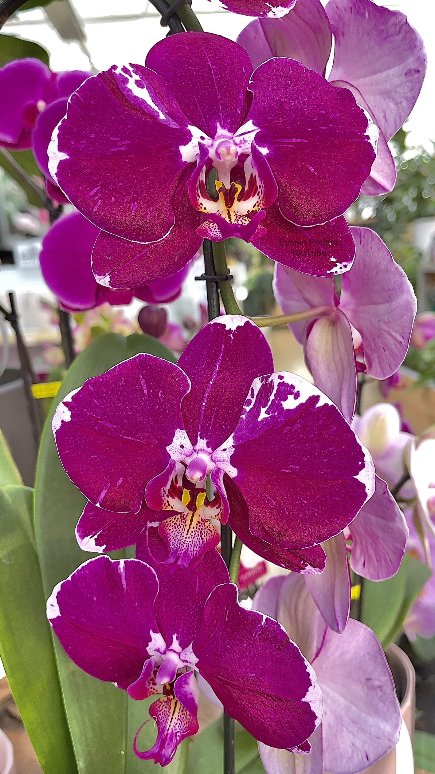 orchid care, orchid flower, orchid plants,orchid rebloom, orchid care for beginners, orchid water culture, repotting orchids, watering orchids, how to grow orchids,When will an orchid flower again?What to do after Phalaenopsis blooms fall?What to do with new orchid roots,How much sunlight does an orchid need?where to cut an orchid spike after blooming?How to fertilize orchids?How to water orchids?