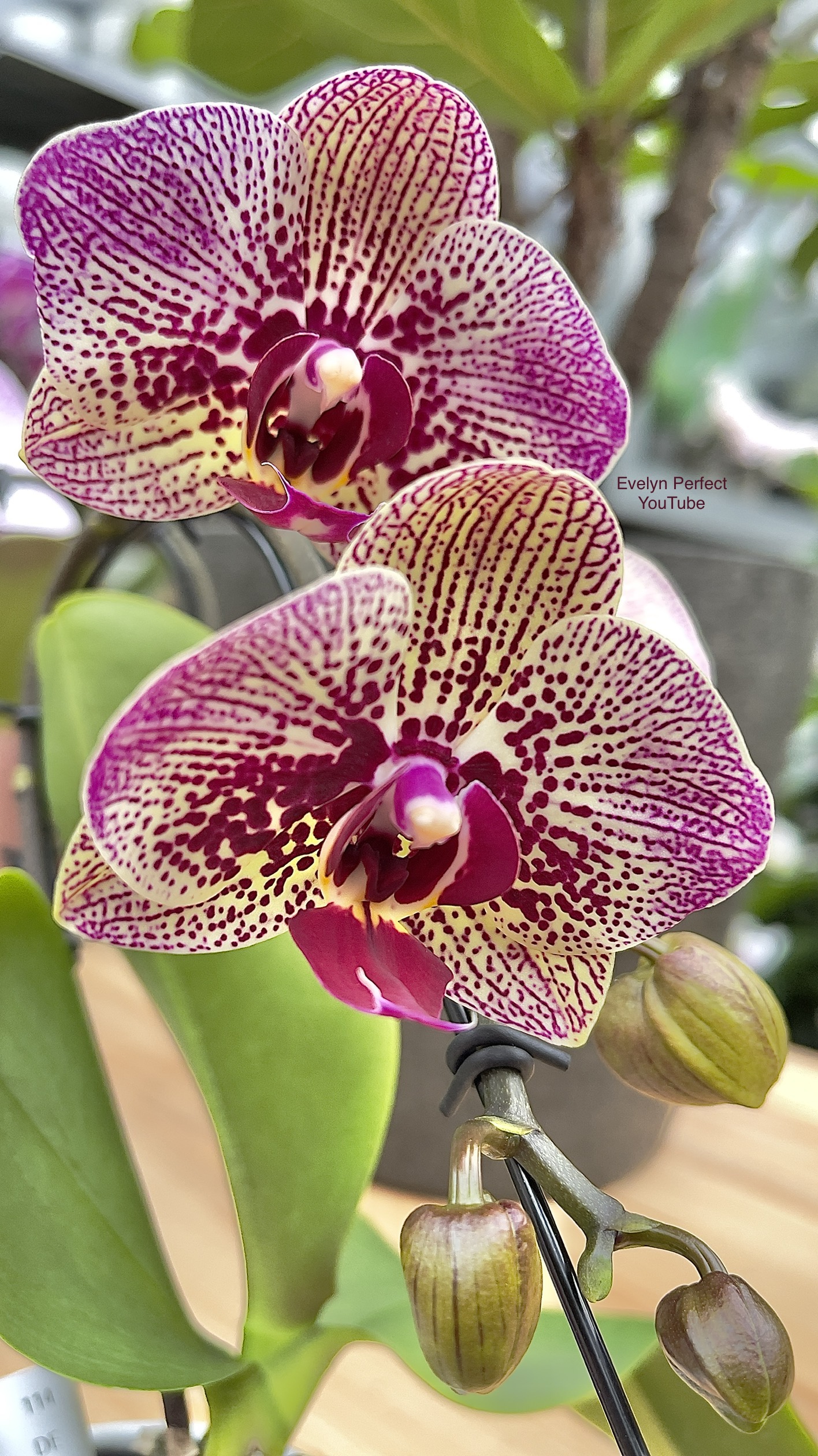 orchid care, orchid flower, orchid plants,orchid rebloom, orchid care for beginners, orchid water culture, repotting orchids, watering orchids, how to grow orchids,When will an orchid flower again?What to do after Phalaenopsis blooms fall?What to do with new orchid roots,How much sunlight does an orchid need?where to cut an orchid spike after blooming?How to fertilize orchids?How to water orchids?