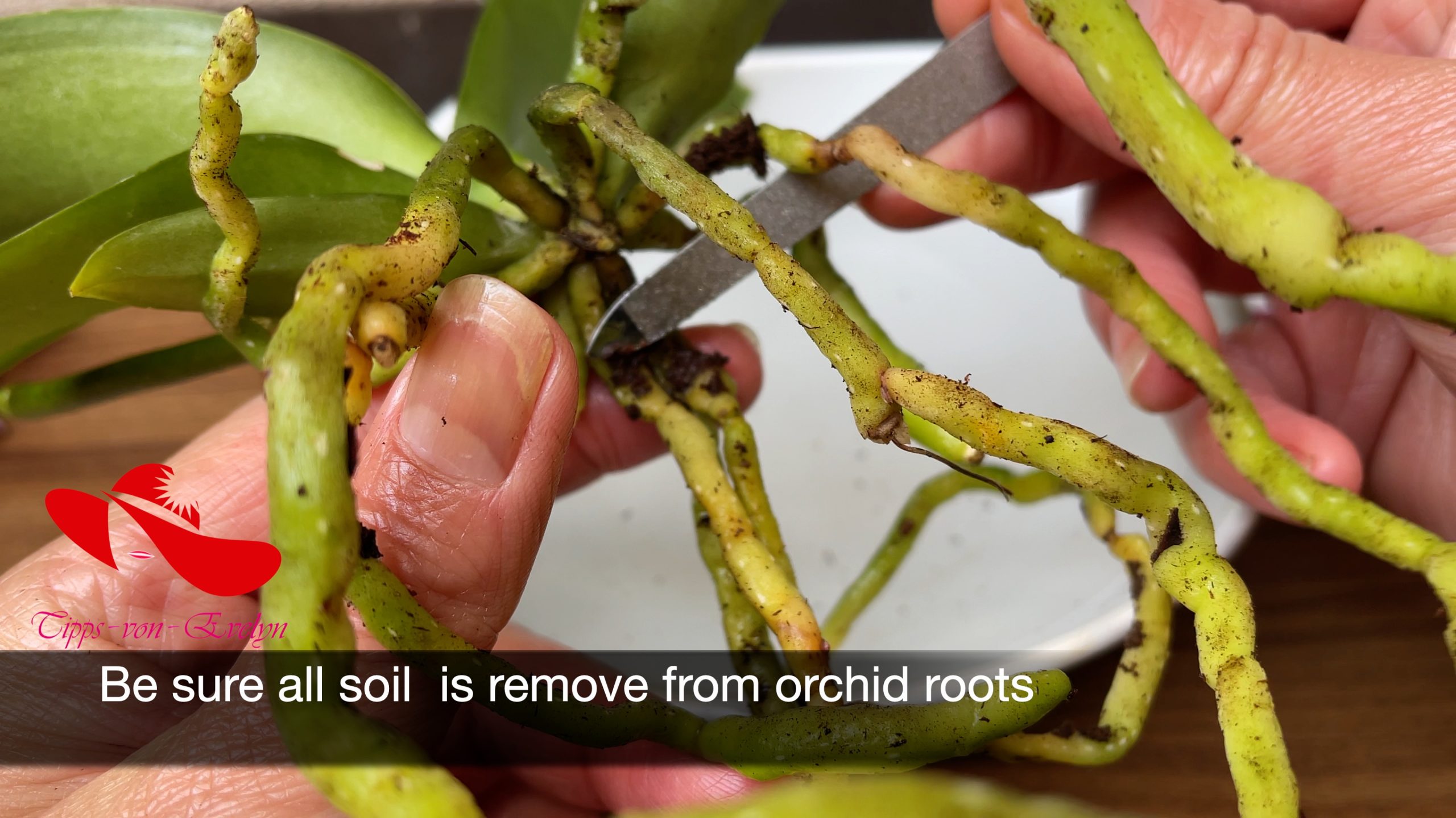 how to grow orchids, orchids growing, Orchid care, orchid new spike care, how to look after orchids, orchid care for beginners, orchid losing flowers, water culture orchids, hydroponic orchids, orchid cutting, double spike orchid, orchid growing roots in the air, unhealthy orchid roots, pruning orchids, do you trim orchid stems, when do orchids bloom indoors, orchids care, orchid care sunlight, orchid root care, 