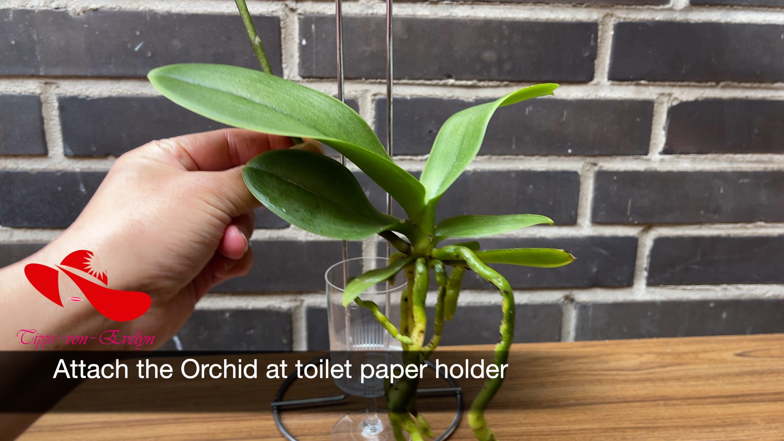 how to grow orchids, orchids growing, Orchid care, orchid new spike care, how to look after orchids, orchid care for beginners, orchid losing flowers, water culture orchids, hydroponic orchids, orchid cutting, double spike orchid, orchid growing roots in the air, unhealthy orchid roots, pruning orchids, do you trim orchid stems, when do orchids bloom indoors, orchids care, orchid care sunlight, orchid root care, 