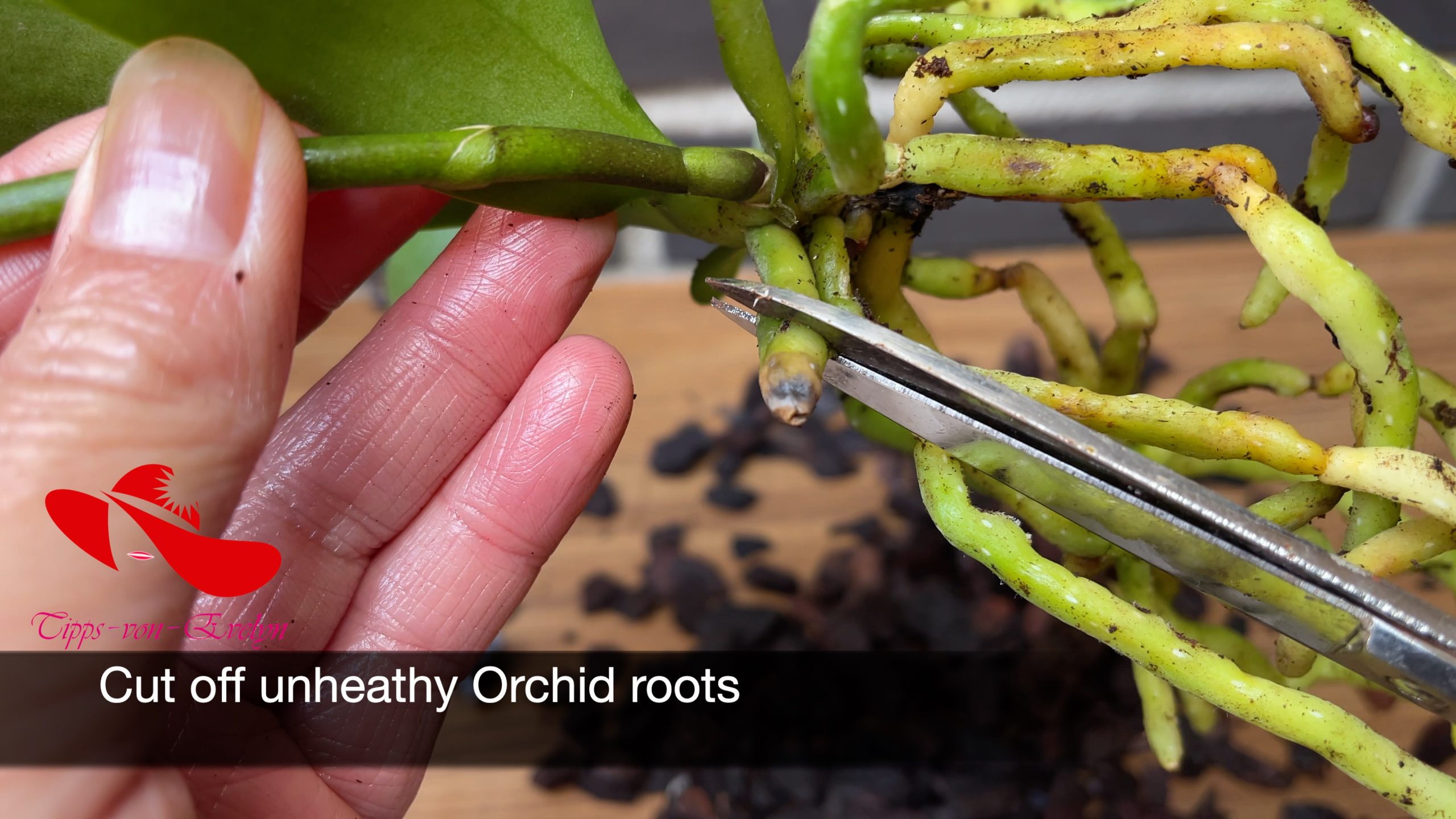 how to grow orchids, orchids growing, Orchid care, orchid new spike care, how to look after orchids, orchid care for beginners, orchid losing flowers, water culture orchids, hydroponic orchids, orchid cutting, double spike orchid, orchid growing roots in the air, unhealthy orchid roots, pruning orchids, do you trim orchid stems, when do orchids bloom indoors, orchids care, orchid care sunlight, orchid root care, 